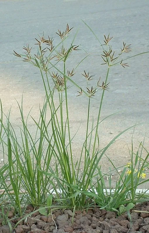 Сыть круглая (лат. Cyperus rotundus) — многолетнее травянистое растение; вид рода Сыть (Cyperus) семейства Осоковые (Cyperaceae).